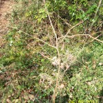 20110306_028
